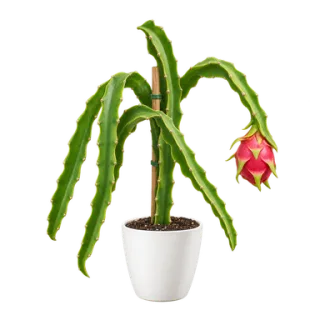 Drachenfrucht, Beispielillustration