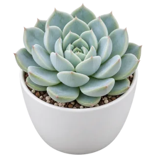 Echeveria, representative illustration