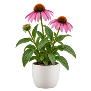 Purple Coneflower, representative illustration