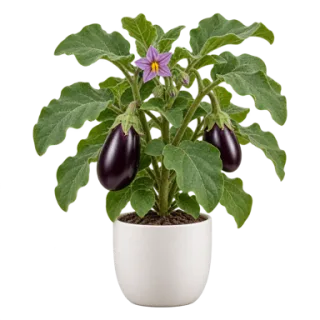 Eggplant, representative illustration