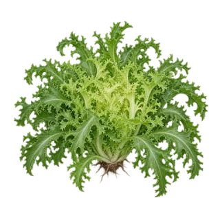 Endivie, Beispielillustration
