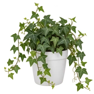 English Ivy, representative illustration