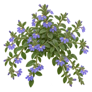 Scaevola aemula, ilustración representativa