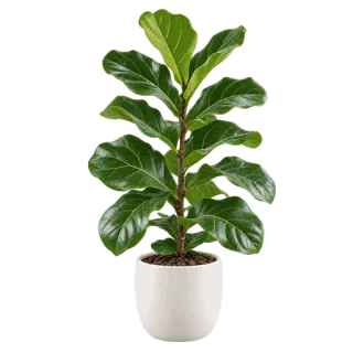 Fiddle-leaf Fig, representative illustration