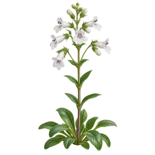 Foxglove beardtongue, representative illustration
