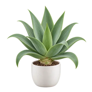 Drachenbaum-Agave, Beispielillustration