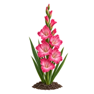 Garten-Gladiole, Beispielillustration