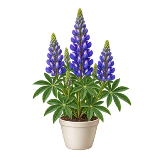 Stauden-Lupine, Beispielillustration