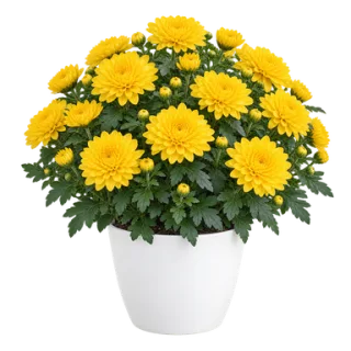 Garden Mum, representative illustration