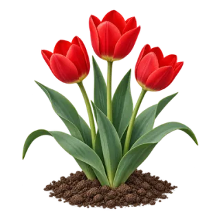 Garten-Tulpe, Beispielillustration