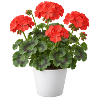Zonal Geranium, representative illustration