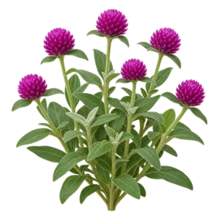 Globe amaranth, representative illustration