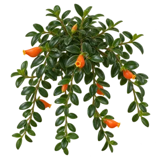 Goldfish plant, representative illustration