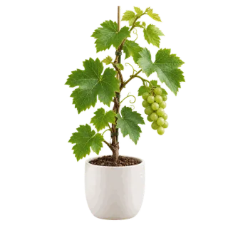 Grape Vine, representative illustration