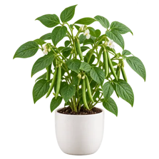 Green Beans, representative illustration