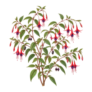 Scharlach-Fuchsie, Beispielillustration