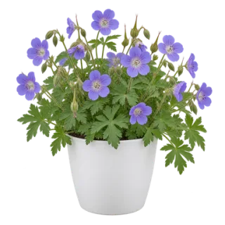Hardy Geranium, representative illustration