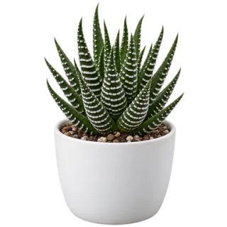 Haworthia, representative illustration