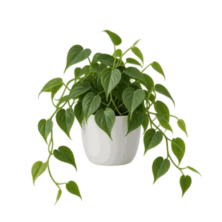 Heartleaf Philodendron, representative illustration
