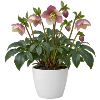 Hellebore, representative illustration