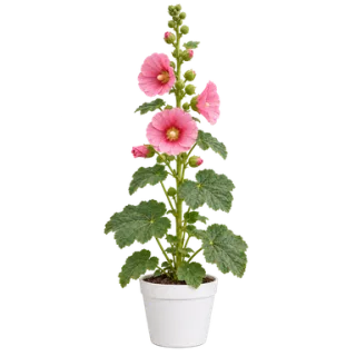 Hollyhock, representative illustration