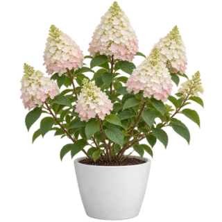 Panicle Hydrangea, representative illustration