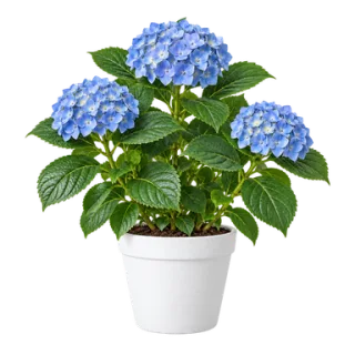 Mophead Hydrangea, representative illustration