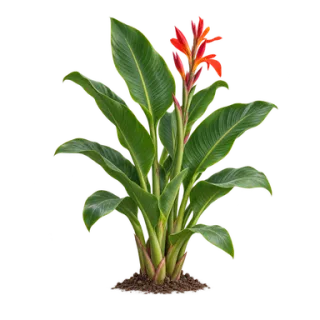 Indisches Blumenrohr, Beispielillustration