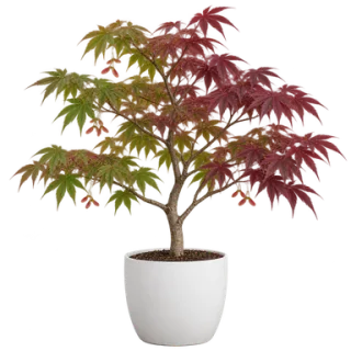 Japanese Maple, representative illustration