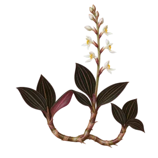 Ludisia, Beispielillustration