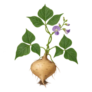 Jicama, Beispielillustration