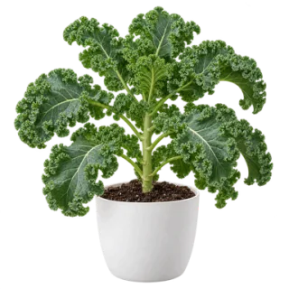 Kale, representative illustration