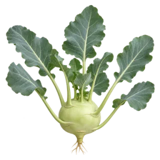 Kohlrabi, representative illustration