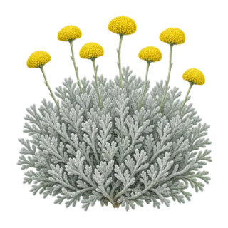 Graues Heiligenkraut, Beispielillustration