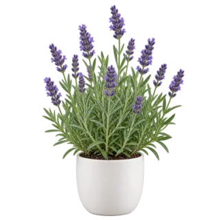 Lavender, representative illustration