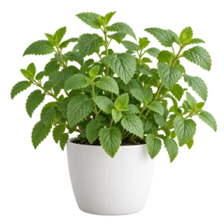Lemon Balm, representative illustration