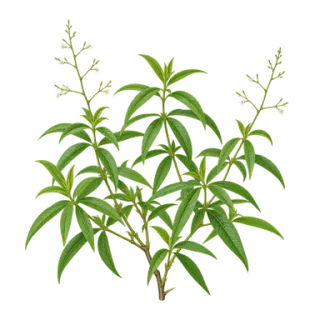Zitronenverbene, Beispielillustration
