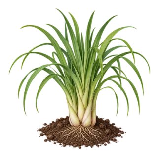 Zitronengras, Beispielillustration