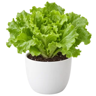 Lettuce, representative illustration