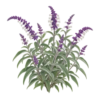Strauchiger Salbei, Beispielillustration