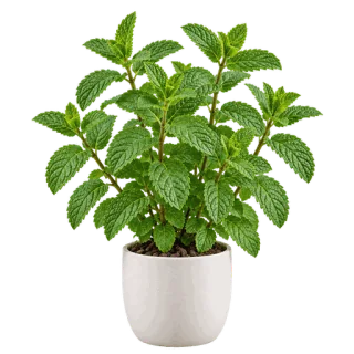 Spearmint, representative illustration