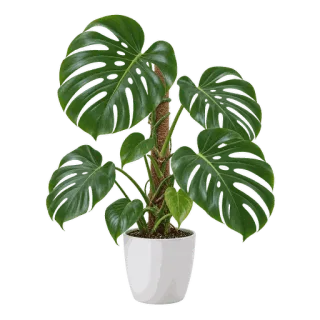 Swiss Cheese Plant, representative illustration