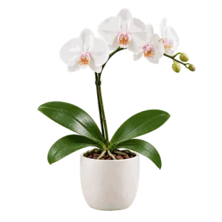 Moth Orchid, representative illustration