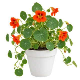 Garden Nasturtium, representative illustration