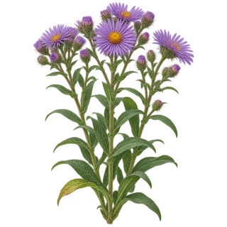 New England aster, representative illustration