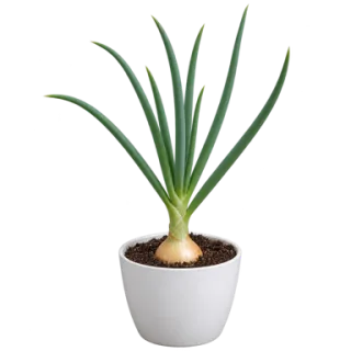 Onion, representative illustration