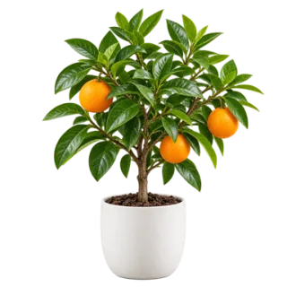 Orange Tree, representative illustration