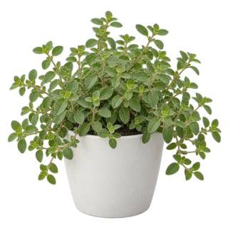 Oregano, representative illustration