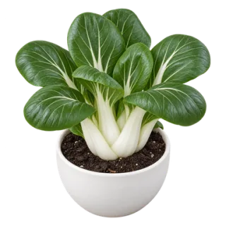 Pak Choi, Beispielillustration
