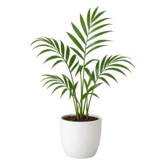 Parlor Palm, representative illustration